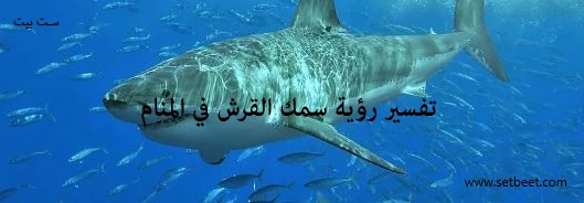تفسير رؤية سمك القرش في المنام